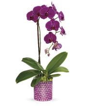 Teleflora\'sDazzlingOrchid