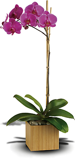 Plants/Dish Gardens